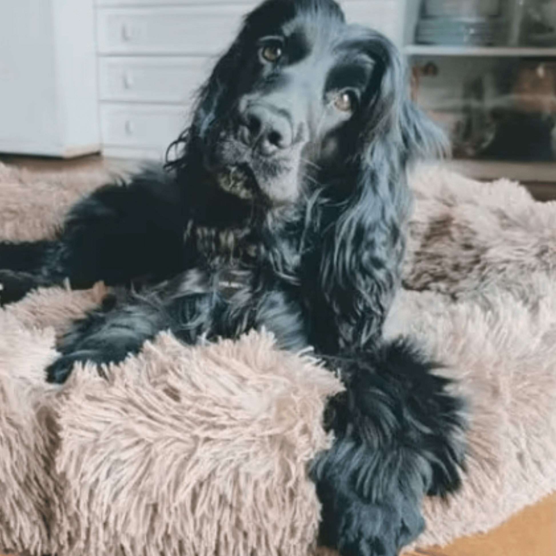 coussin chien avec chien noir