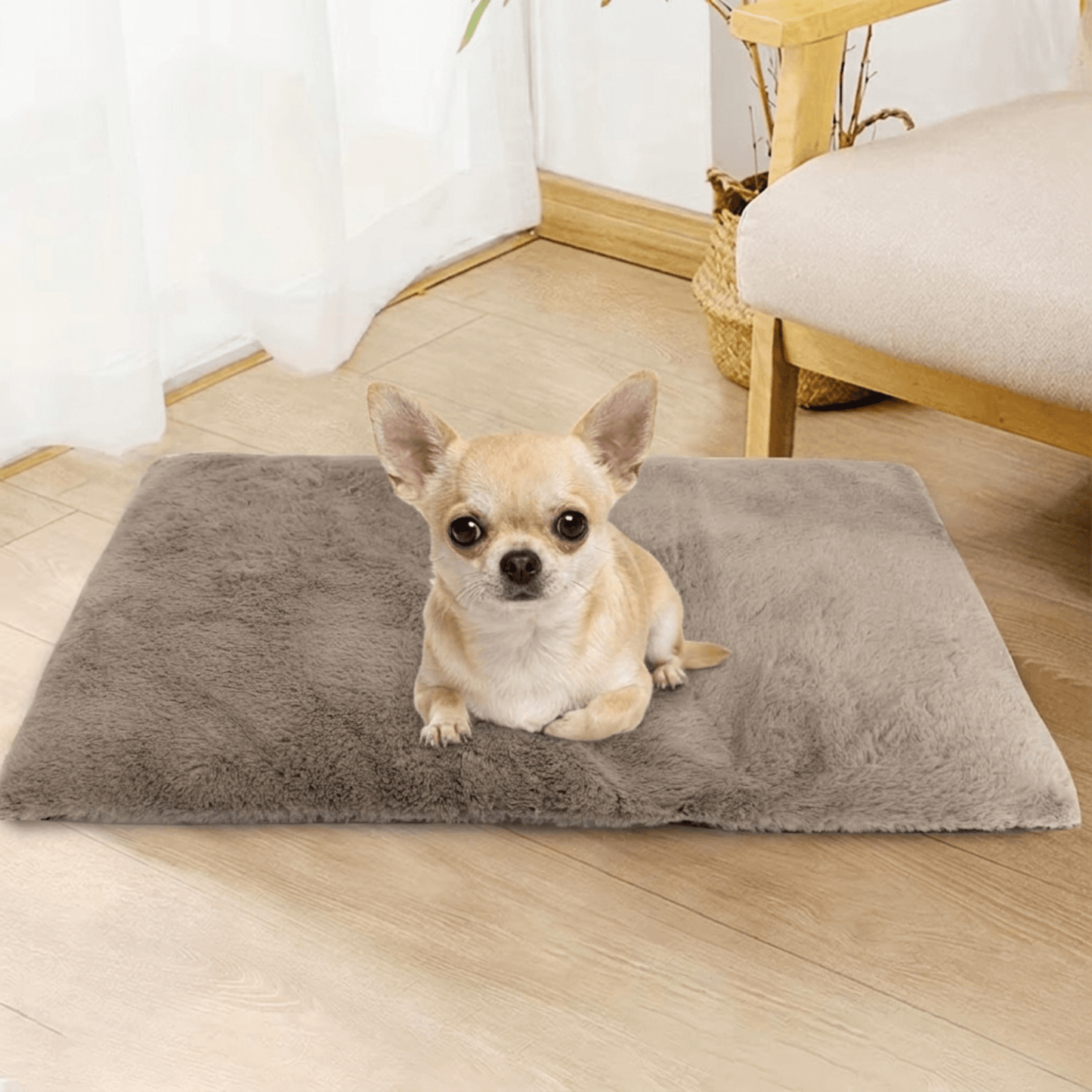 coussin chien avec chihuahua