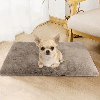 coussin chien avec chihuahua