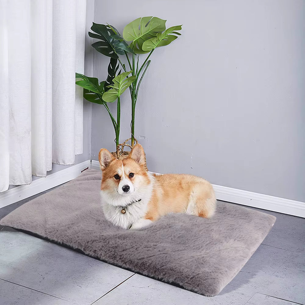 coussin chien avec corgy