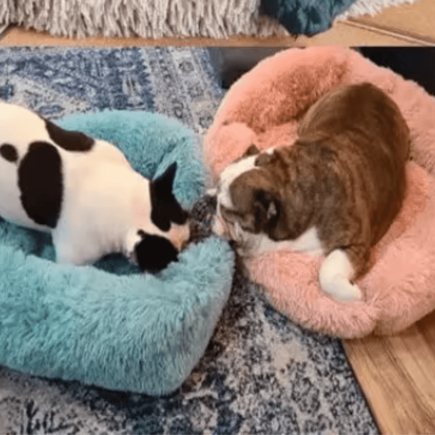 coussin chien avec deux bouledogues