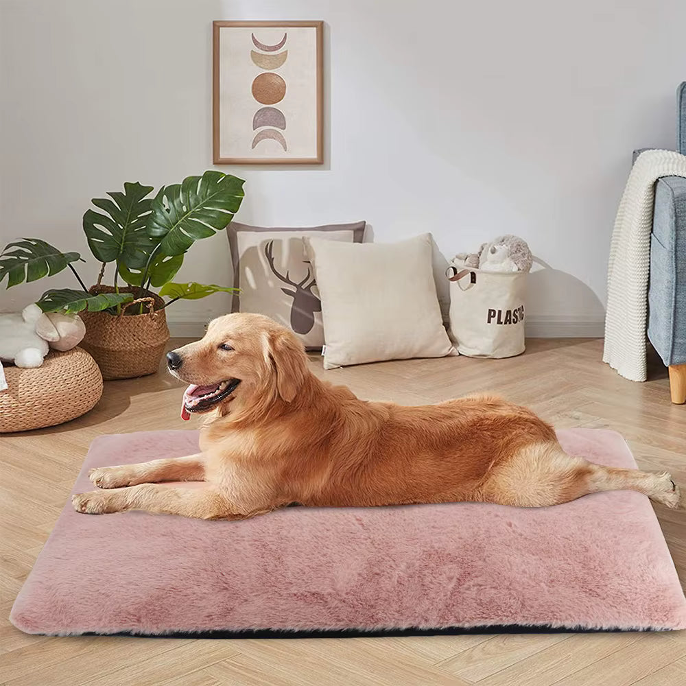 coussin chien avec golden  retriever