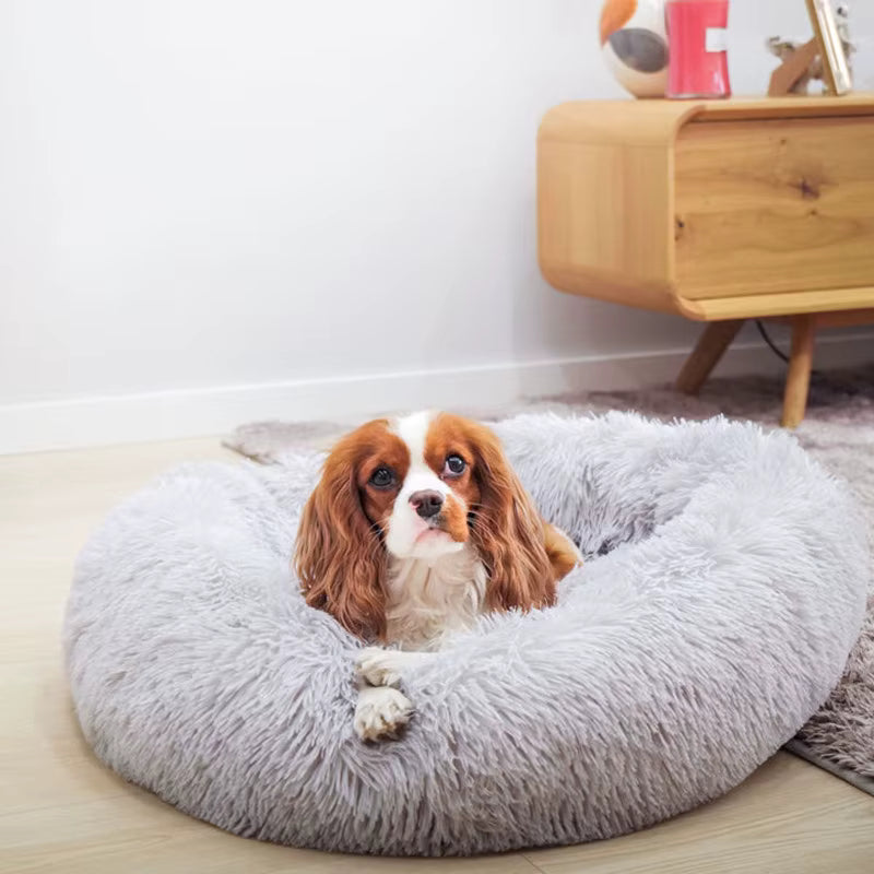 cousin pour chien avec chien king Charles