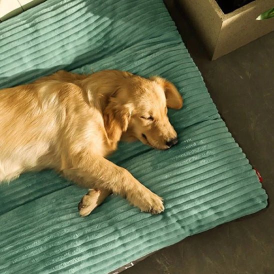 Coussin pour chien avec chien avec-couché dessus