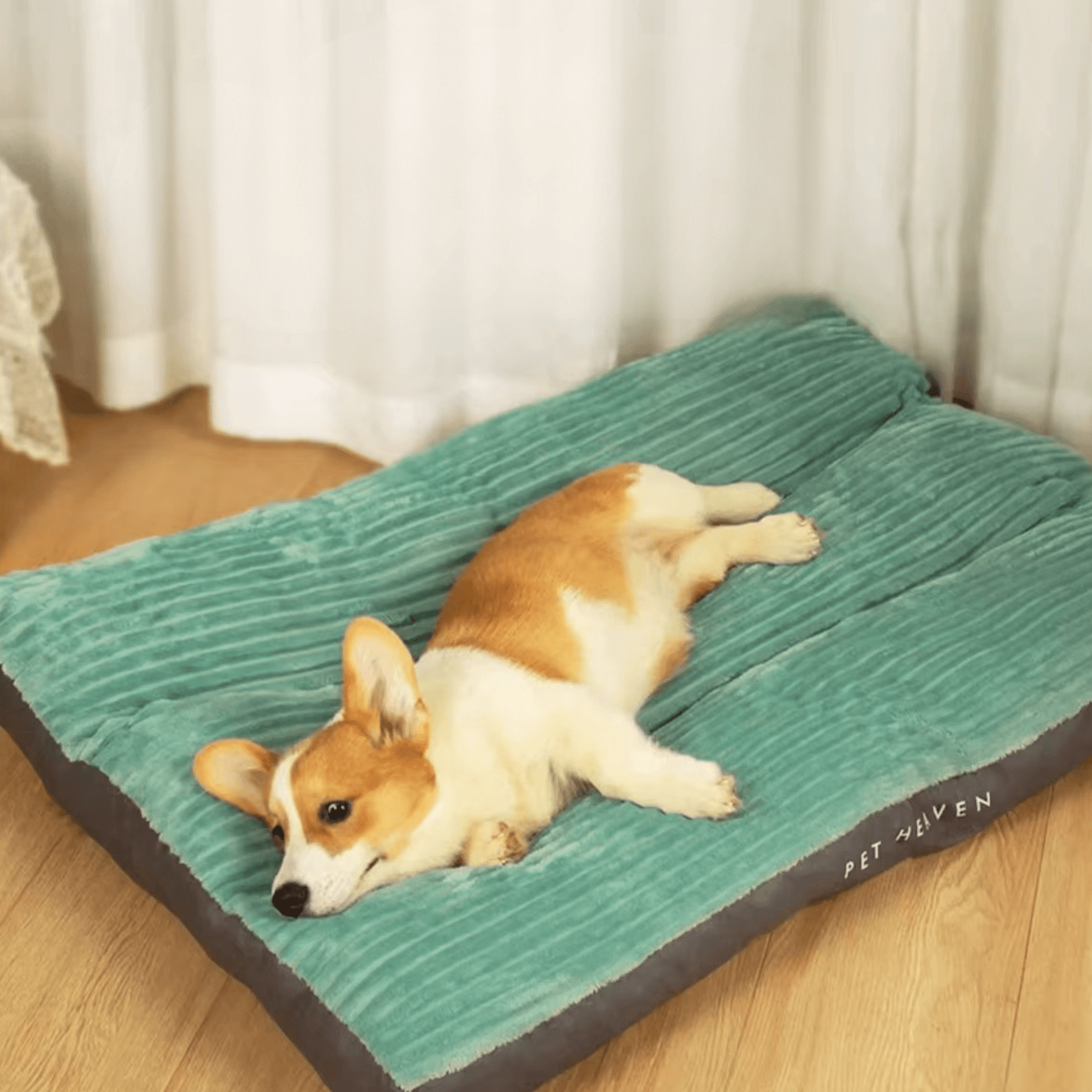 Coussin pour chien corgy couché dessus