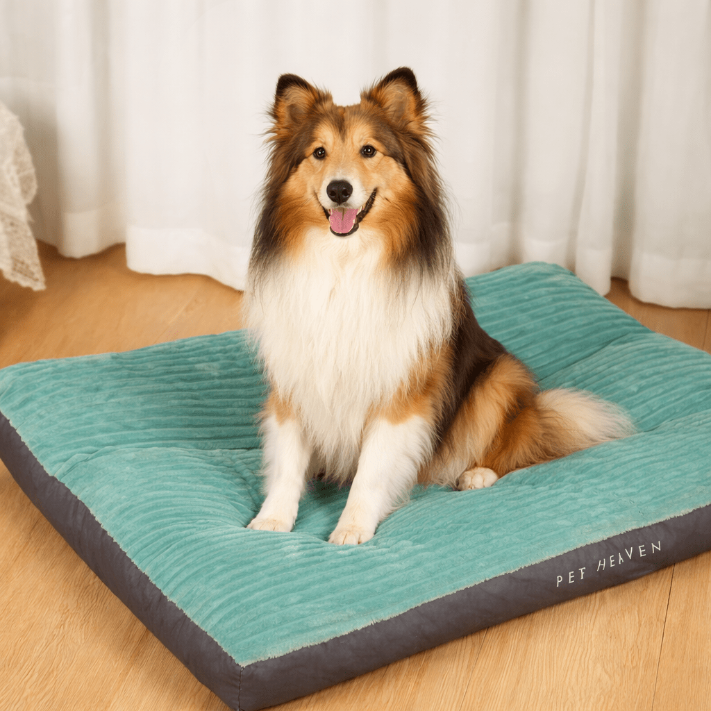 Coussin pour chien ultra moelleux - Royal toutou