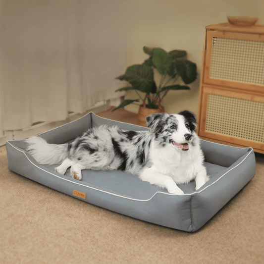 Panier chien avec berger Australien