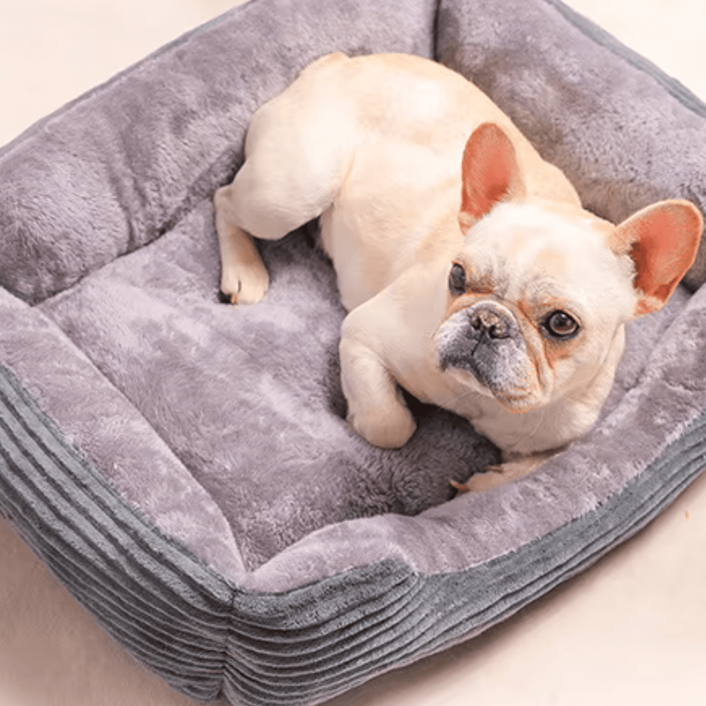 Panier chien avec bouledogue couché