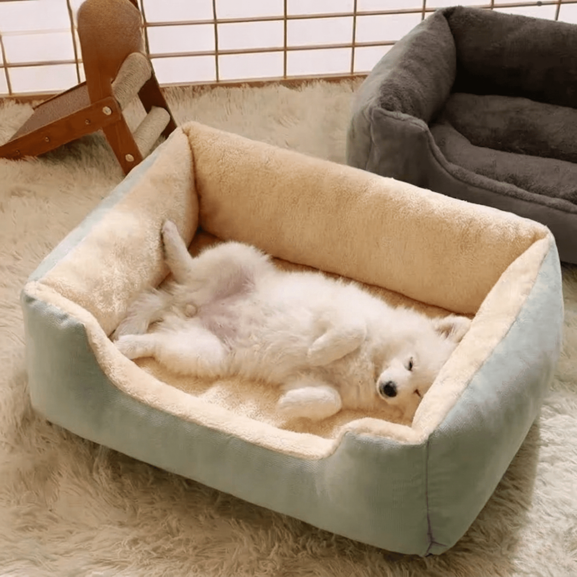 Panier chien avec chien dormant sur le dos