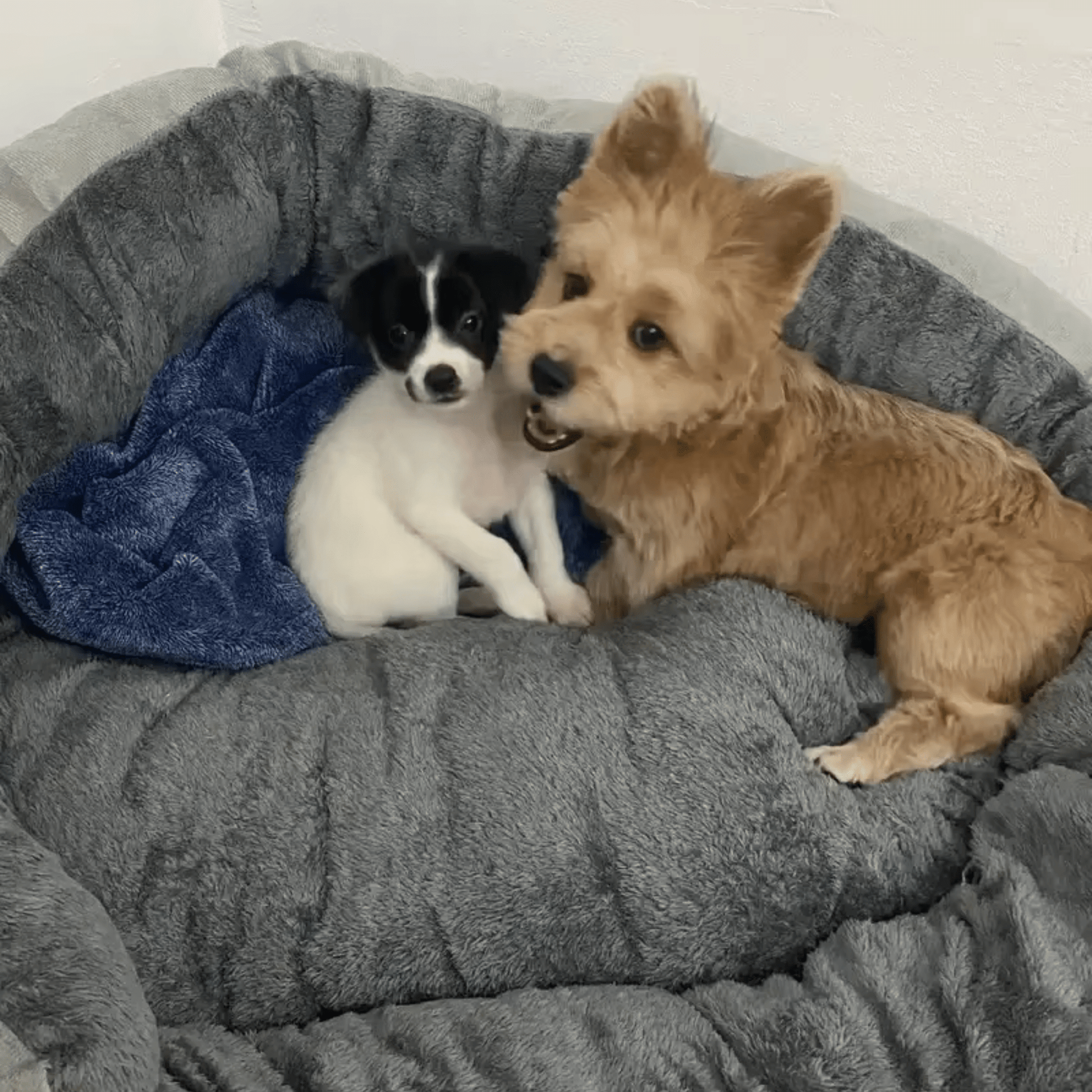 Panier pour chien avec deux chiens