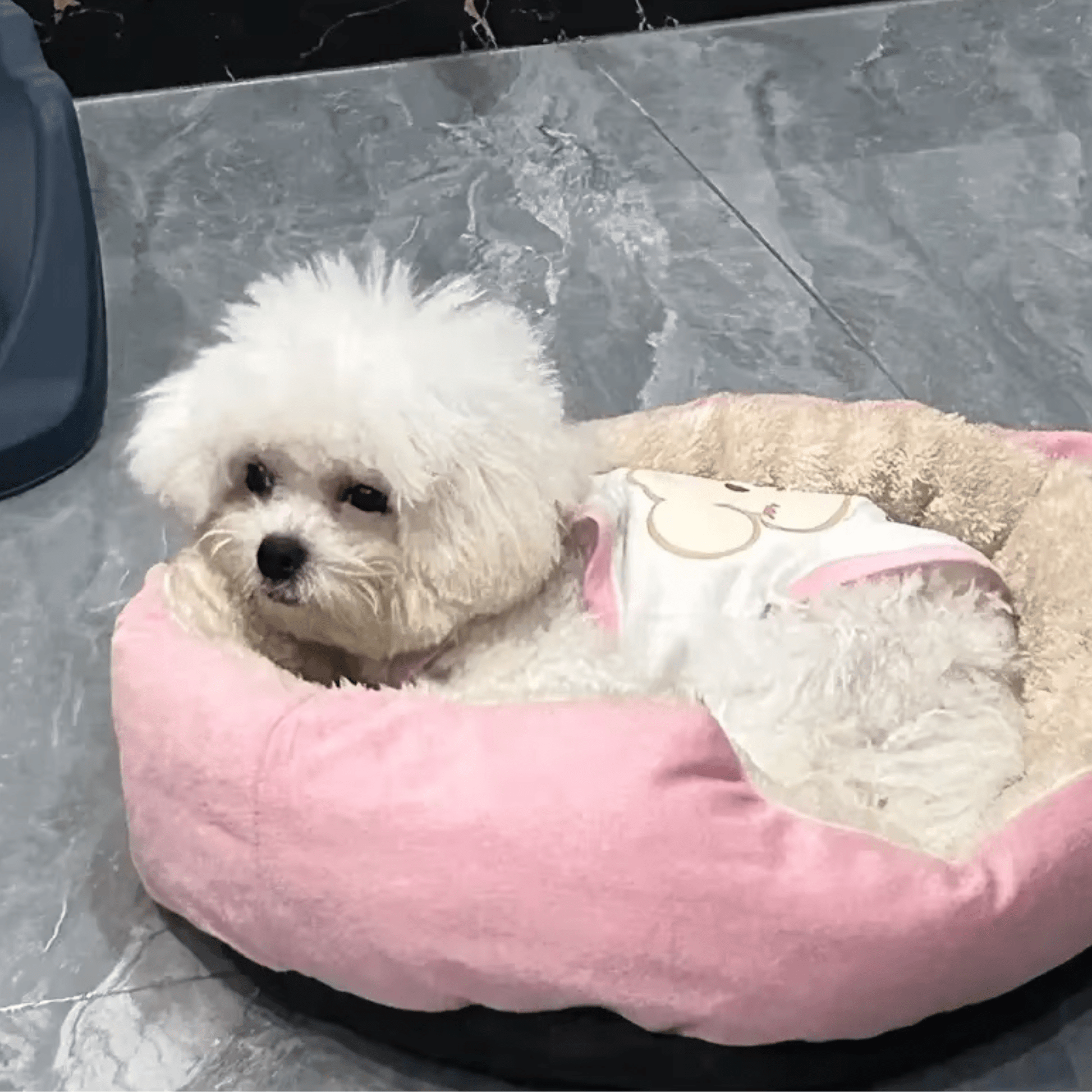 Panier pour chien avec petit bichon