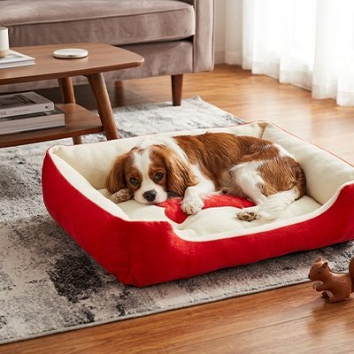 Panier pour chien avec un King Charles